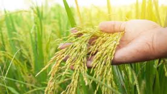 Guinea. El Futuro Agroindustrial de África – Oportunidades.